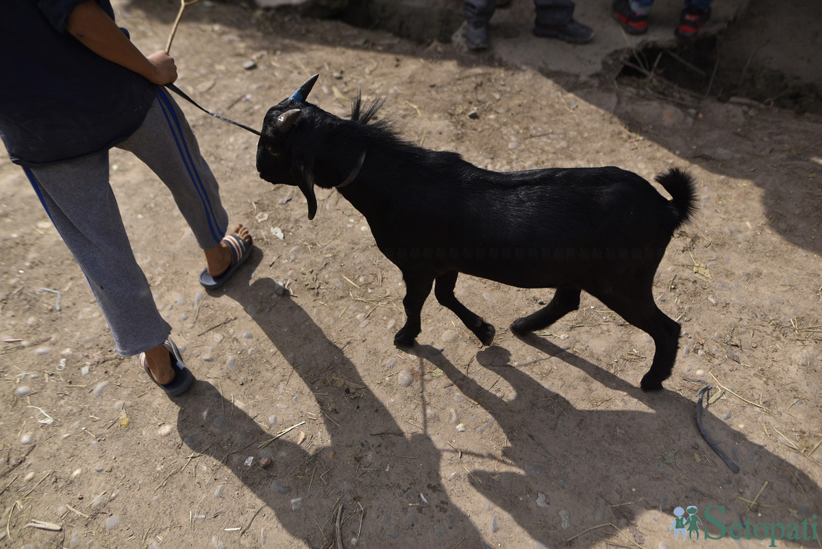 https://www.setopati.com/uploads/shares/समाज/goat/Goat Market (1).JPG